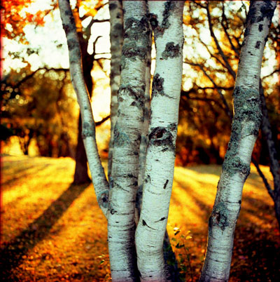 photos of birch trees